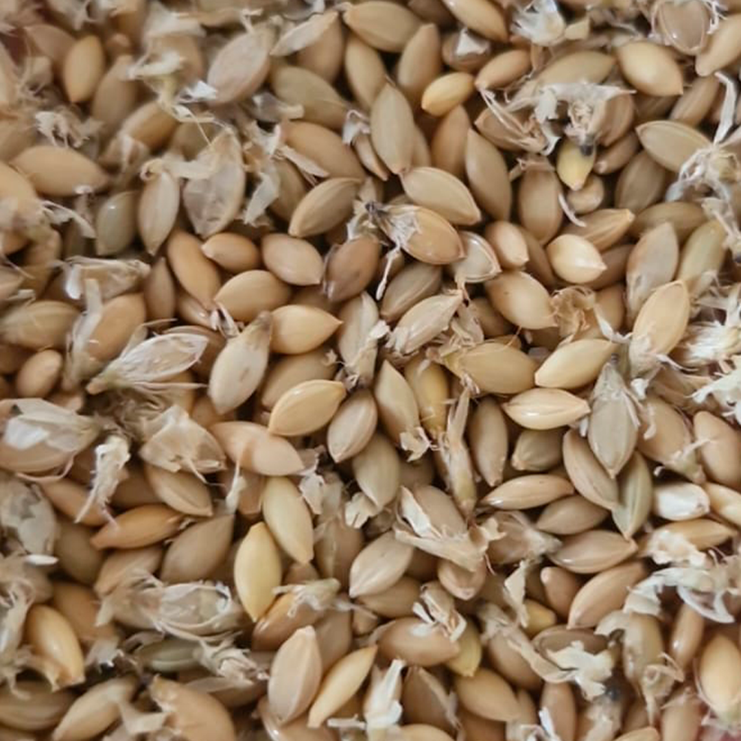 Semillas de Brachiaria Brizantha Marandú para pasturas productivas en Paraguay