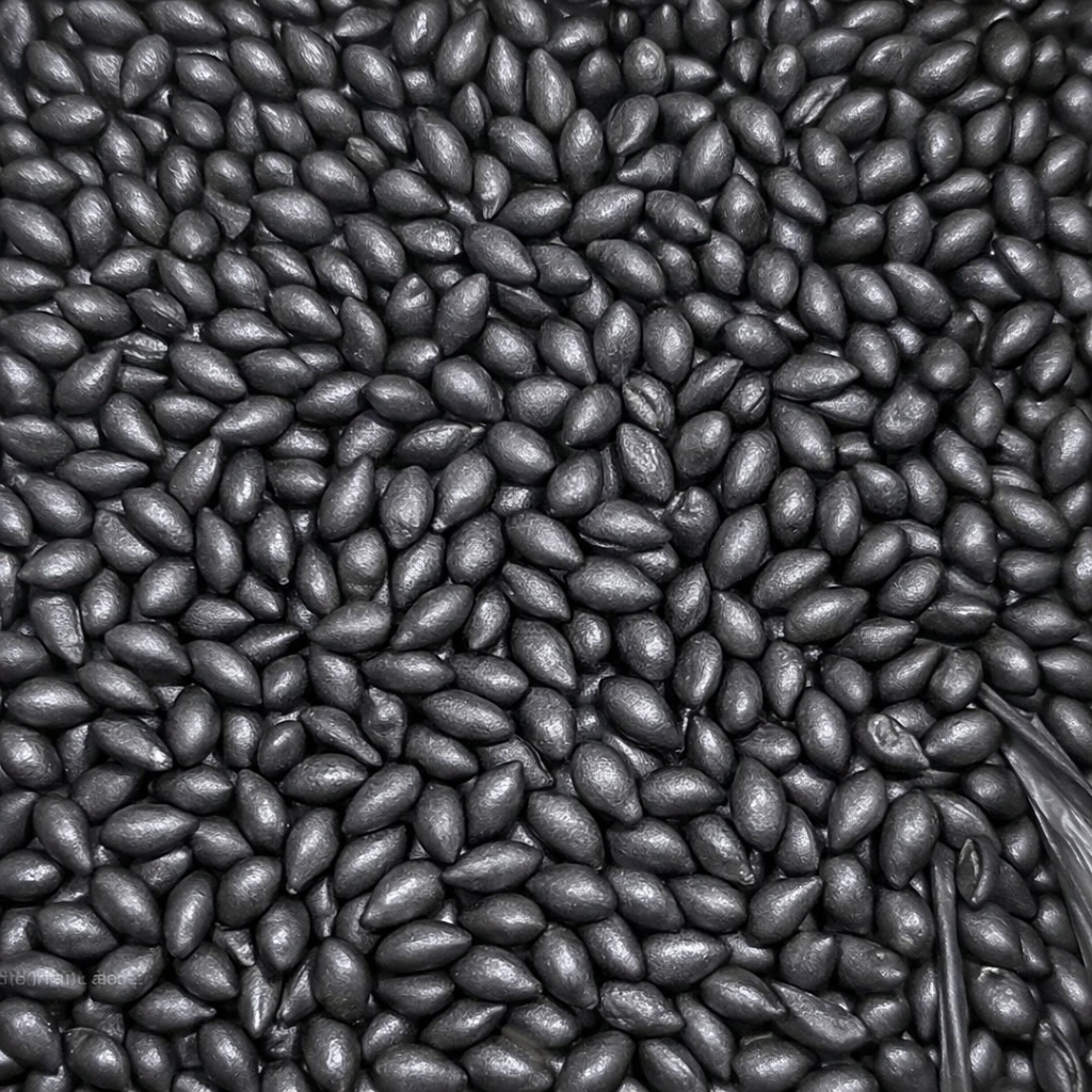 Semillas de Panicum Maximum Mombasa para pasturas productivas en Paraguay